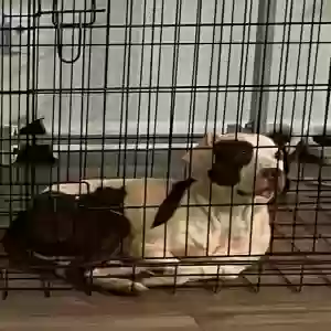 adoptable Dog in Decatur, GA named Asher