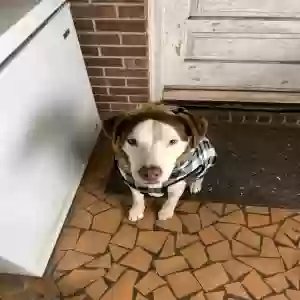 adoptable Dog in Tarboro, NC named Han