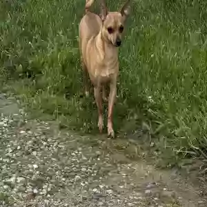 adoptable Dog in Waverly, OH named Milo