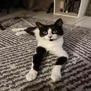 adoptable Cat in Lawrence, MA named Lumière (Lumi)