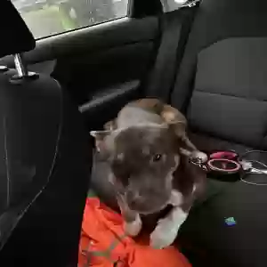 adoptable Dog in Spring Lake, NC named Cinnamon