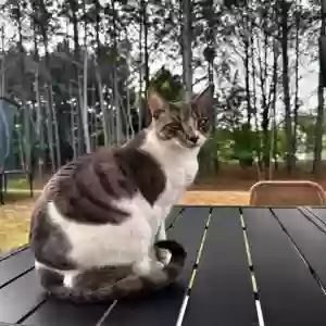 adoptable Cat in Marietta, GA named Peter