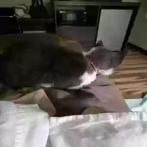 adoptable Cat in Albany, NY named Mama kiddy