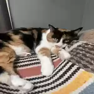 adoptable Cat in Hamilton, OH named Maple
