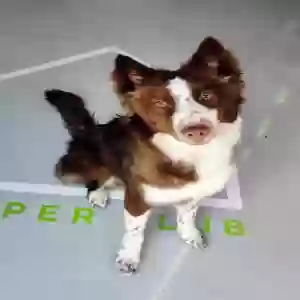 adoptable Dog in Atlanta, GA named Phoenix