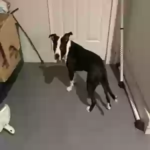 adoptable Dog in Lithonia, GA named Prince