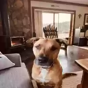 adoptable Dog in Springfield, OH named Guinness