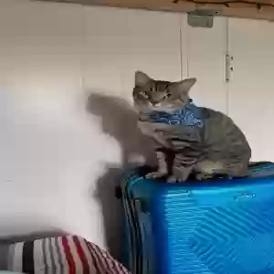 adoptable Cat in Waterbury, CT named Blue