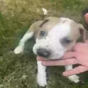 adoptable Dog in Garner, NC named Emma