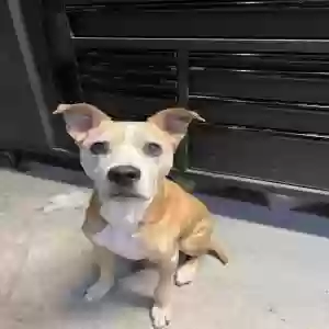 adoptable Dog in Lees Summit, MO named Ryder