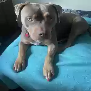 adoptable Dog in Defuniak Springs, FL named Violet