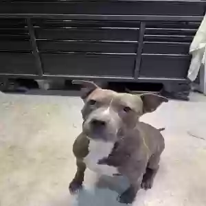 adoptable Dog in Lees Summit, MO named Luna