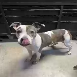 adoptable Dog in Lees Summit, MO named Lilli