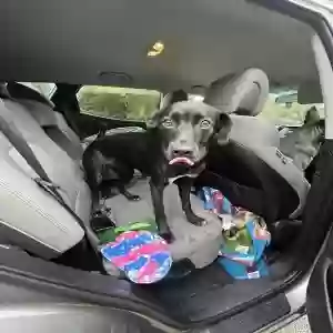 adoptable Dog in Fayetteville, TN named Spyder