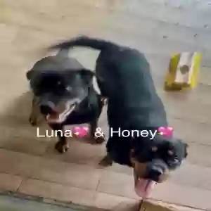 adoptable Dog in Atlanta, GA named Luna & Honey