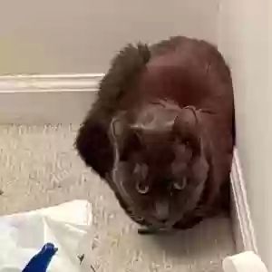 adoptable Cat in Dexter, MI named Unknown