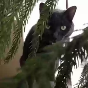 /images/pets/original/2186813_actual_two.webp