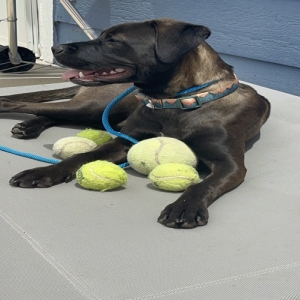 adoptable Dog in Colorado Springs, CO named Penny
