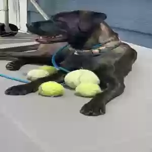 adoptable Dog in Colorado Springs, CO named Penny