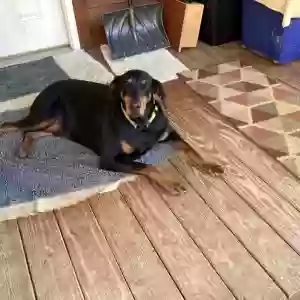 adoptable Dog in Greeneville, TN named Thor
