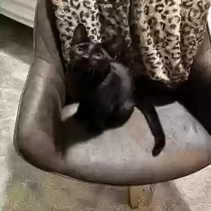 adoptable Cat in Apex, NC named Bagheera