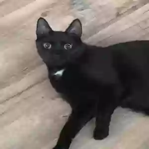 adoptable Cat in Spout Spring, VA named Whit