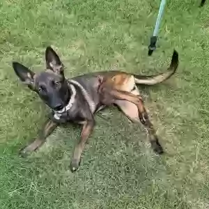 adoptable Dog in Fairburn, GA named Lexxi