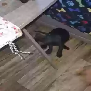 adoptable Dog in Homestead, FL named Black
