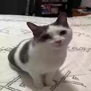 adoptable Cat in Fort Worth, TX named Mao