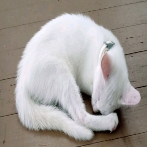 adoptable Cat in Hookerton, NC named Rue