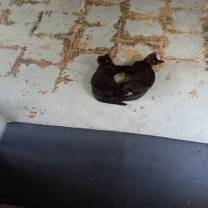 adoptable Cat in Greenville, NC named Unknown