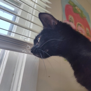 adoptable Cat in Cape Girardeau, MO named Bella