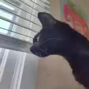 adoptable Cat in Cape Girardeau, MO named Bella