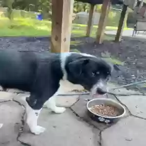 adoptable Dog in Douglasville, GA named Oreo