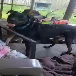 adoptable Dog in Waynesburg, OH named Jax