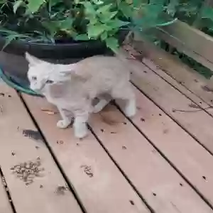 adoptable Cat in Benson, NC named Little tiny or baby little