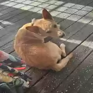 adoptable Dog in Okeechobee, FL named Encanto