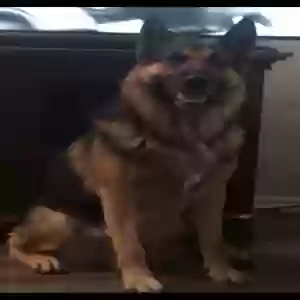 adoptable Dog in Carrollton, TX named Marshall