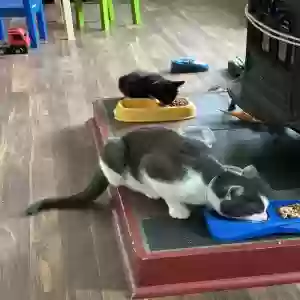 adoptable Cat in Mexico, ME named Smokey and Spooky