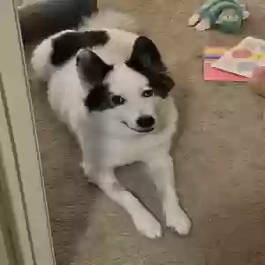 adoptable Dog in Rex, GA named Oreo