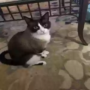 adoptable Cat in Dallas, GA named Jorah