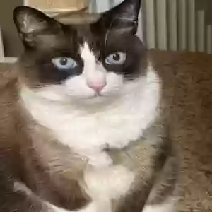 /images/pets/original/2186859_actual_two.webp