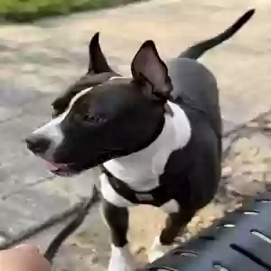 adoptable Dog in Raleigh, NC named Drako