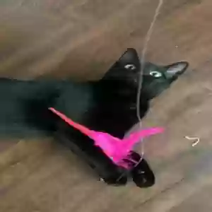 adoptable Cat in Des Moines, IA named Earth