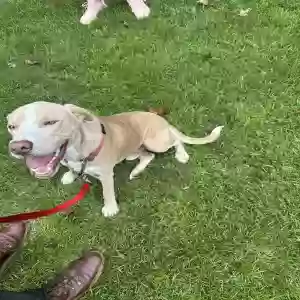 adoptable Dog in Snellville, GA named Unknown