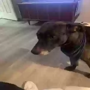 adoptable Dog in Morrow, GA named Blu