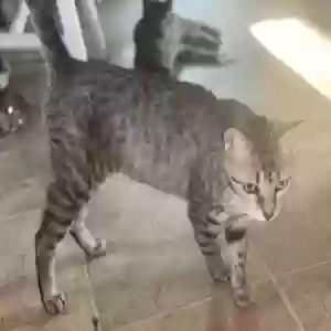 adoptable Cat in Hamilton, OH named Tubly
