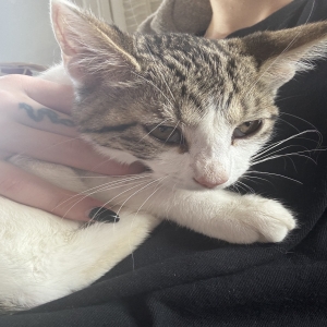 adoptable Cat in Hamilton, OH named Mimi