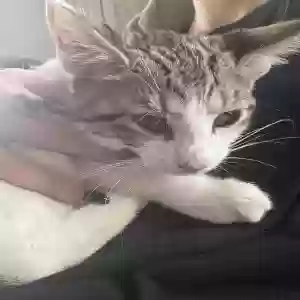 adoptable Cat in Hamilton, OH named Mimi