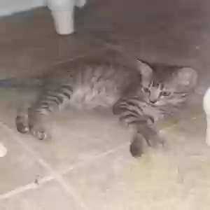 adoptable Cat in Hamilton, OH named Mario